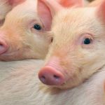Cerdos criados para donación de órganos en Alemania