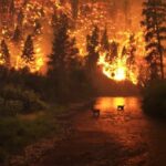 2022年に深刻な山火事が発生しますか？