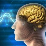 The brain processes information using microwaves - how does it work?