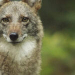How did the first coyote-wolf hybrid appear, and why are there already a million of them?