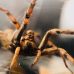 What poisonous spiders and snakes can be found in the suburbs