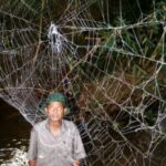 Hämähäkit käyttävät verkkoa jättimäisenä kuulokojeena
