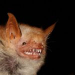 Bats pretend to be wasps - why do they do it?