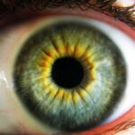 Scientists have restored the work of the eyes of a deceased person