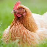 How is chicken meat produced and why is it becoming more expensive than beef?