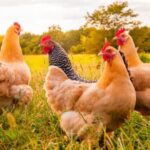 Chickens were looking for rice from people: scientists figured out how and when they domesticated a bird
