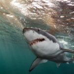 Як і чому акули нападають на людей?