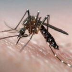 What diseases can be infected from mosquitoes in Russia