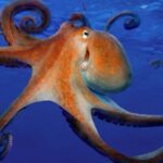 Scientists have named the reason for the extraordinary mind of octopuses