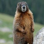 Groundhogs may be the cause of a new dangerous disease