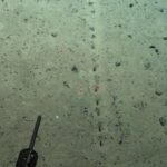 Mysterious holes have been found at the bottom of the ocean. Who made them and why?