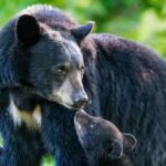 Bears have a mysterious substance in their blood that can make people stronger