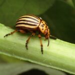 Where did Colorado beetles come from in Russia and how to deal with them?