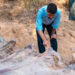 У Португалії знайдено скелет динозавра зростанням з висотної будівлі