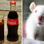 Кока-кола зробила мишей дурнішими. А як вона впливає на людей?