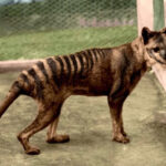 Scientists to "revive" the Tasmanian tiger to restore its ecosystem