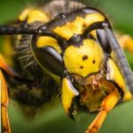In August, people are often attacked by drunken wasps. How to be saved from them?
