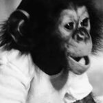 Як вчені намагалися перетворити мавпу на людину