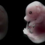 Вчені перетворили стовбурові клітини на ембріони - як таке можливо?