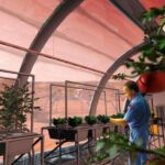 Is it possible to grow plants in the lunar and Martian soil?