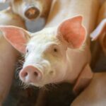 طفرة في الزراعة: أعاد العلماء إحياء خلايا الأعضاء بعد موت خنزير