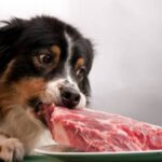 Годування домашніх собак сирим м'ясом може зашкодити їх господарям