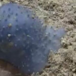На морському дні знайдено живий «блакитний слиз»
