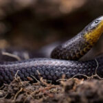 Вчені виявили відразу три нові види змій, які мешкають під землею