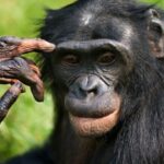 Monkeypox infects the brain and mutates