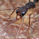 Вчені розгадали секрет аномально великої тривалості життя деяких мурах