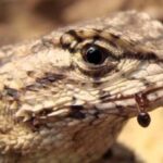 Why do lizards eat poisonous ants?