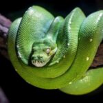 How pythons swallow people and large animals