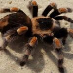 How dangerous are tarantulas and why do they need body hair