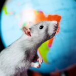 The rat was transplanted with a human brain - what came of it?
