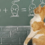 Can Cats Be Trained Like Dogs?