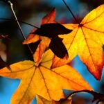 Scientists have told why it is impossible to throw away autumn leaves