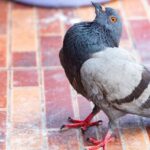В Англії виявили новий вірус, який перетворює голубів на «зомбі»