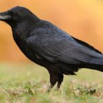 Why are crows smarter than monkeys?