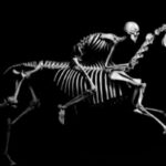 All skeletons in the animal world can be divided into four types - what are they and why did they arise like that?