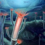Cambrian tubular fossils: 500-million-year-old mystery solved