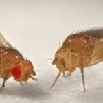 Male fruit flies euthanize females to prevent them from mating with other males