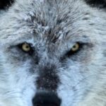 How Toxoplasmosis Helps Wolves Become Pack Leaders