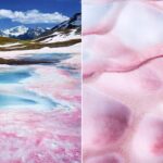 Where does pink snow come from and why does it harm nature?
