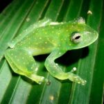 Why glass frogs become transparent during sleep