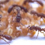 Ants again struck scientists - they are able to give milk