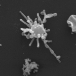 The ancestor of all life on Earth may have been discovered - it is a microbe with a "skeleton"