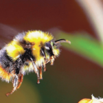 Scientists have found out why global warming leads to the death of bees