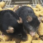 Scientists rejuvenated mice: aging was reversed