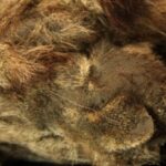 Πώς ζούσαν τα λιοντάρια των σπηλαίων στη Σιβηρία και μπορούν να κλωνοποιηθούν