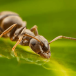 Will ants be used to diagnose cancer?